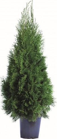 thuja