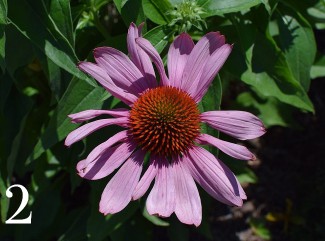 echinacea