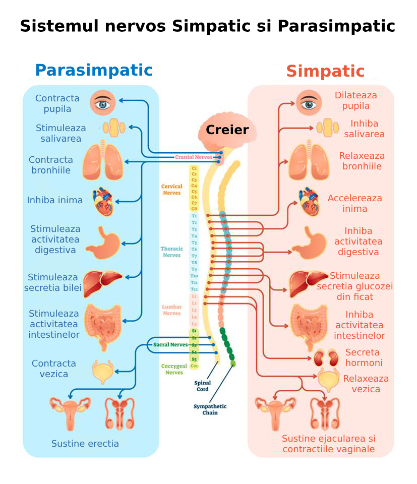 ilustratie sistem nervos simpatic si parasimpatic