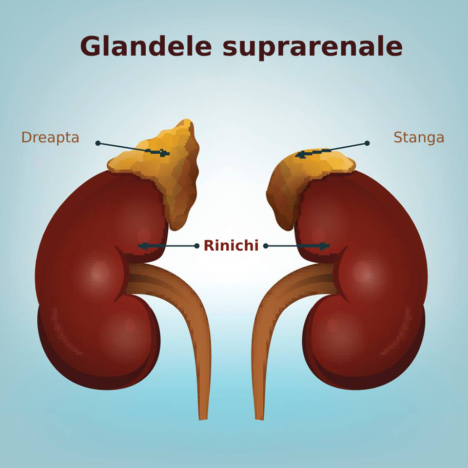 ilustratie rinichi si glande suprarenale