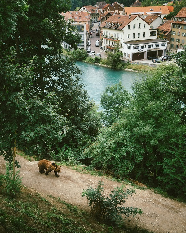 urs se plimba pe o carare de munte intr-o statiune din romania