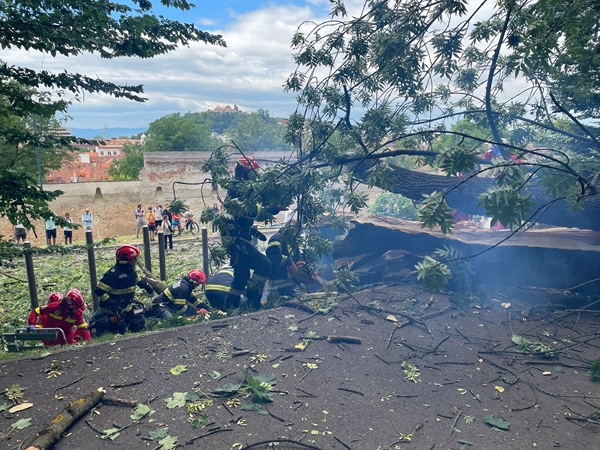 pompierii langa un arbore cazut la pamant cu fum