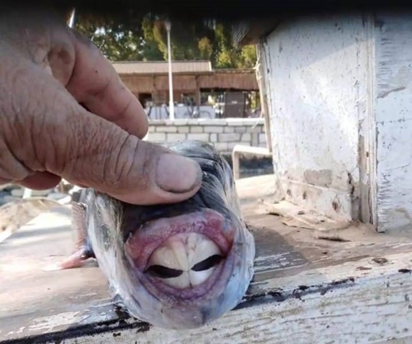 peste iepure cu dinti mari aratati de un pescar