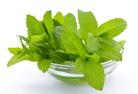 menta menta