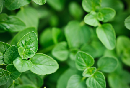 oregano oregano