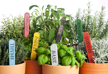 plante aromatice oregano patrunjel rozmarin cimbru busuioc