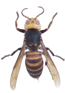 bondar asiatic bondar gigant