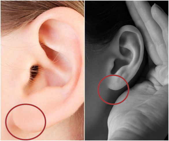 tipurie de urechi