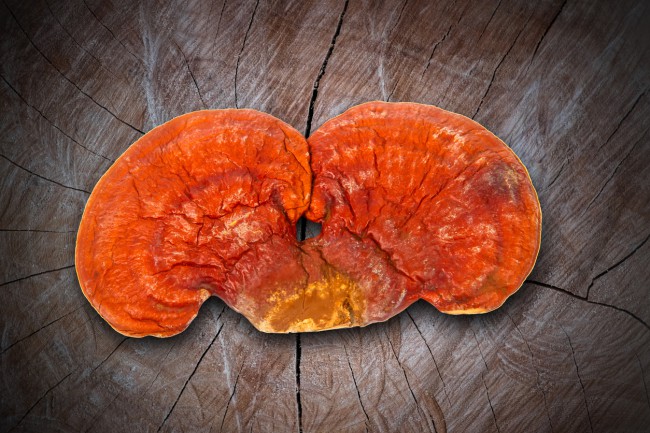 ciuperca ganoderma