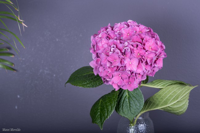 Fotografii Cu Flori Divahair Ro