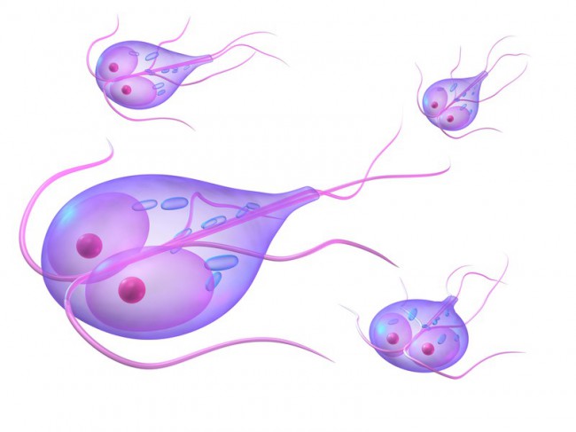 giardia