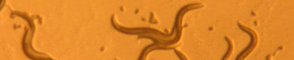 limbrici