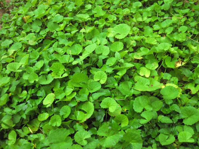 planta brahmi gotu kola