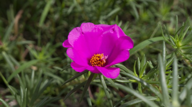 floare de piatra violet