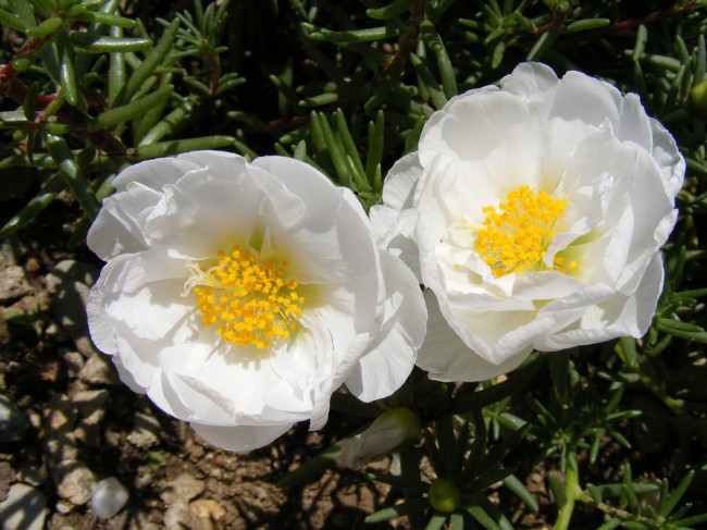 flori de piatra albe