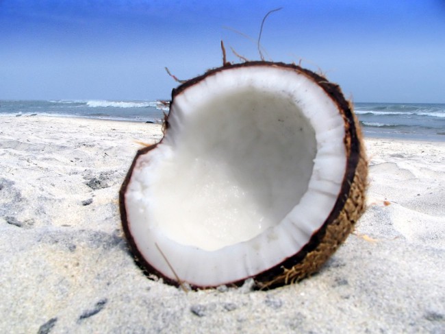 nuca de cocos in nisip