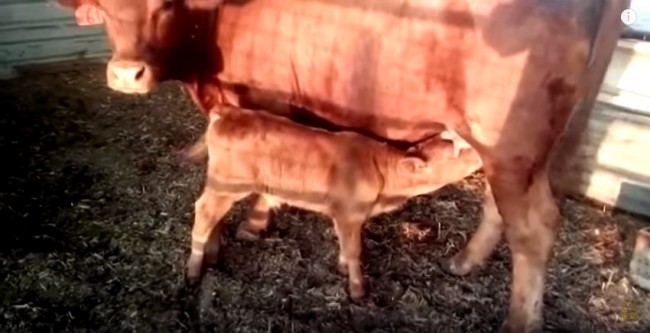 vaca si vitel rosu