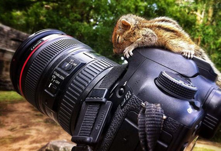 Rob pe aparatul de fotografiat