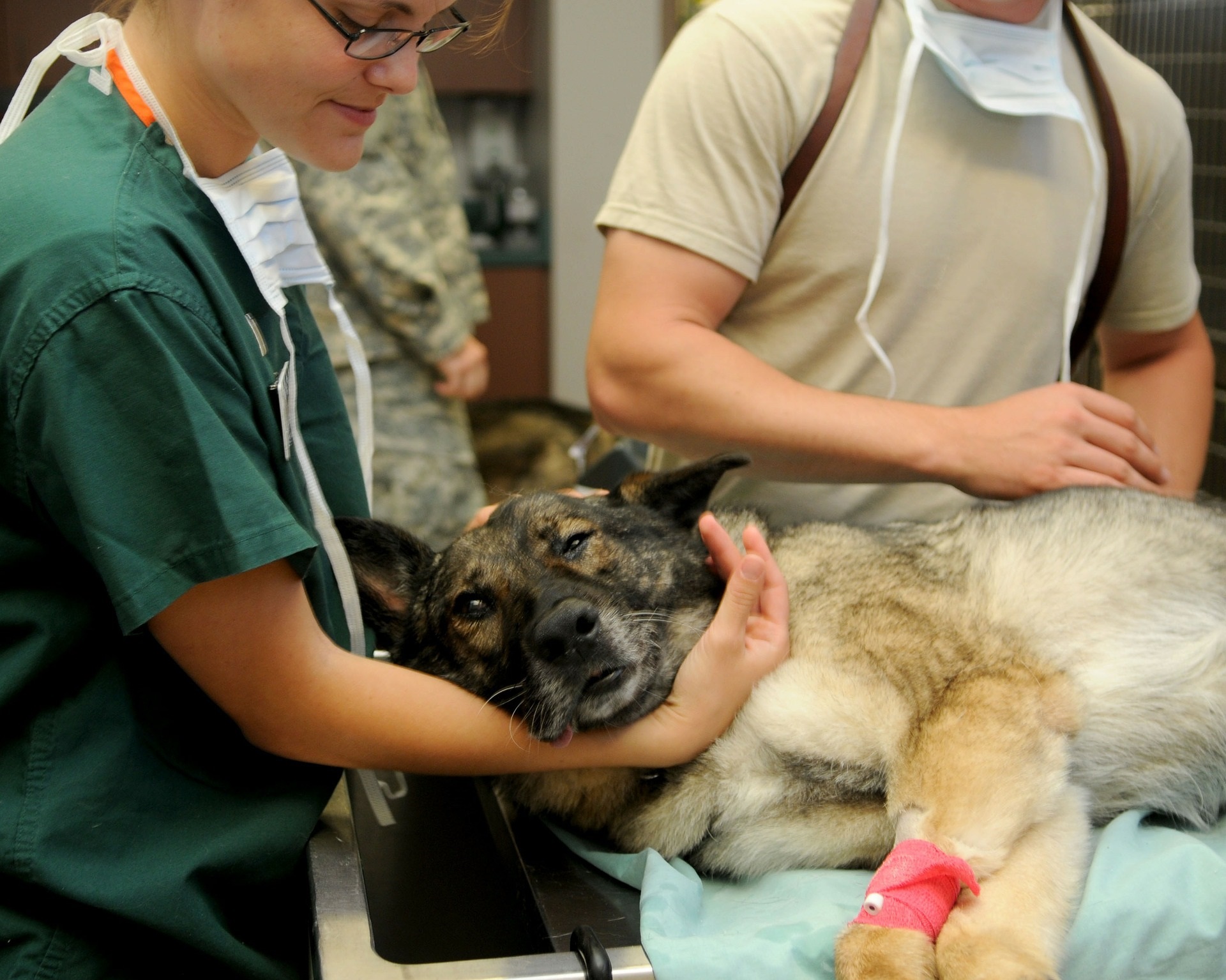 caine veterinar