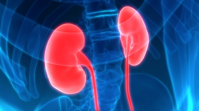 Elemente fundamentale despre rinichi