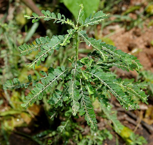 planta chanca piedra