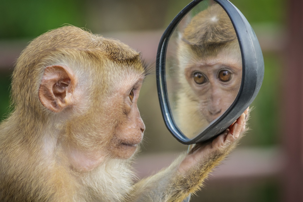 neuronii oglindă-maimuță care se uită în oglindă
