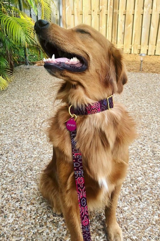 zgardă câini-zgardă colorată și medalion personalizat