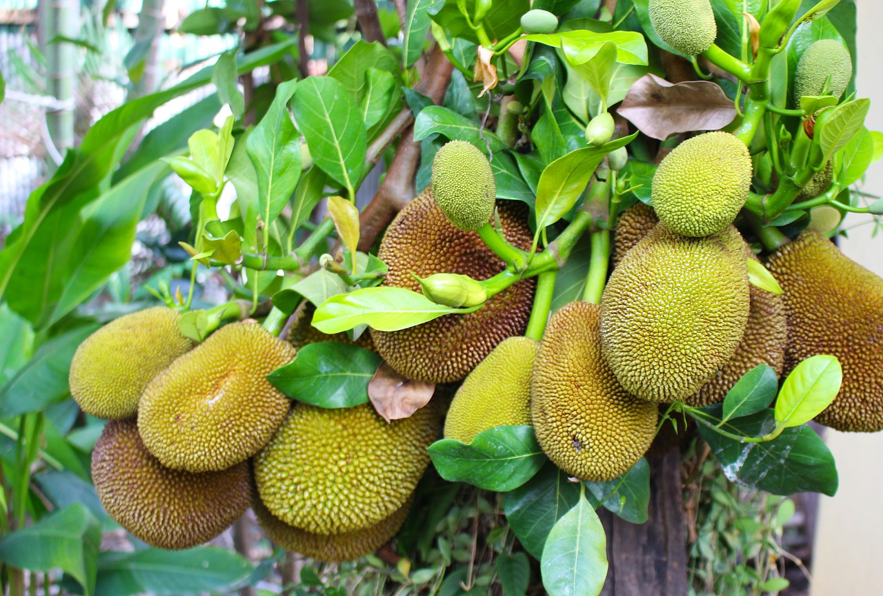 lista-fructe-exotice-Nangka