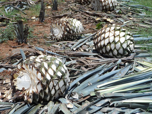 din ce se face tequila-pina de agave