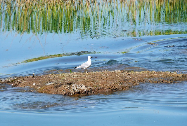 vacante-de-vis-in-romania-pelican-in-delta-dunarii