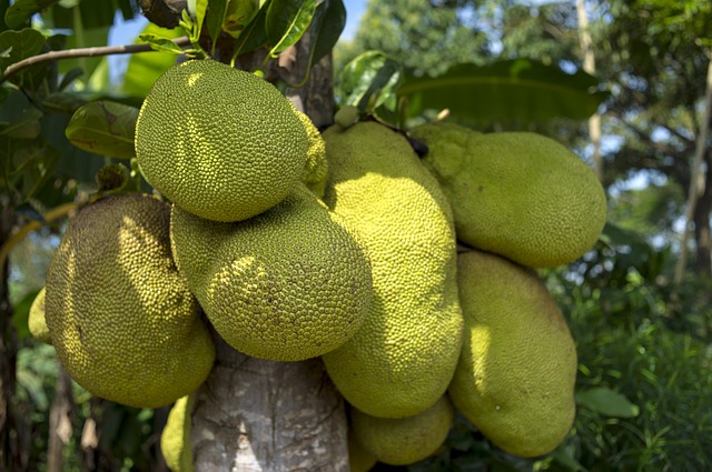 Fructe de jackfruit în copac