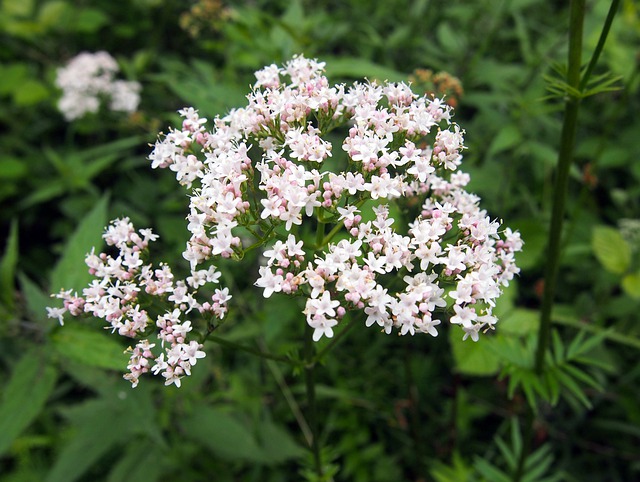 Floare de valeriană