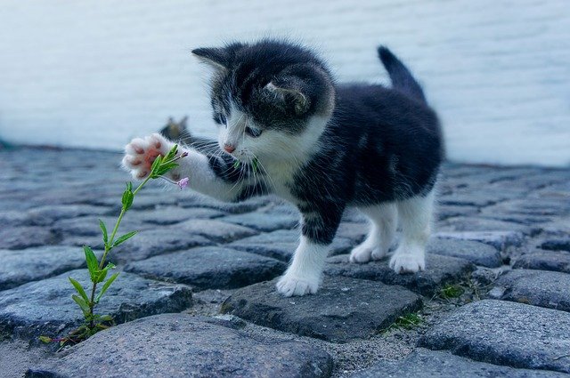 Pisică ce se joacă cu o floare