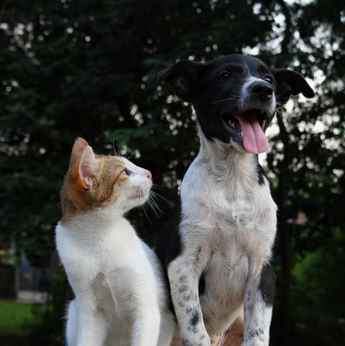 Pisică și câine care stau unul lângă altul în aer liber
