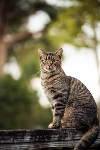 Pisică tigrată gri care stă pe o scândură de lemn_American wirehair