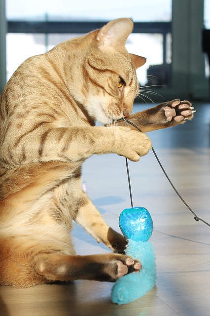 Pisică tigrată ocicat are se joacă cu o jucărie