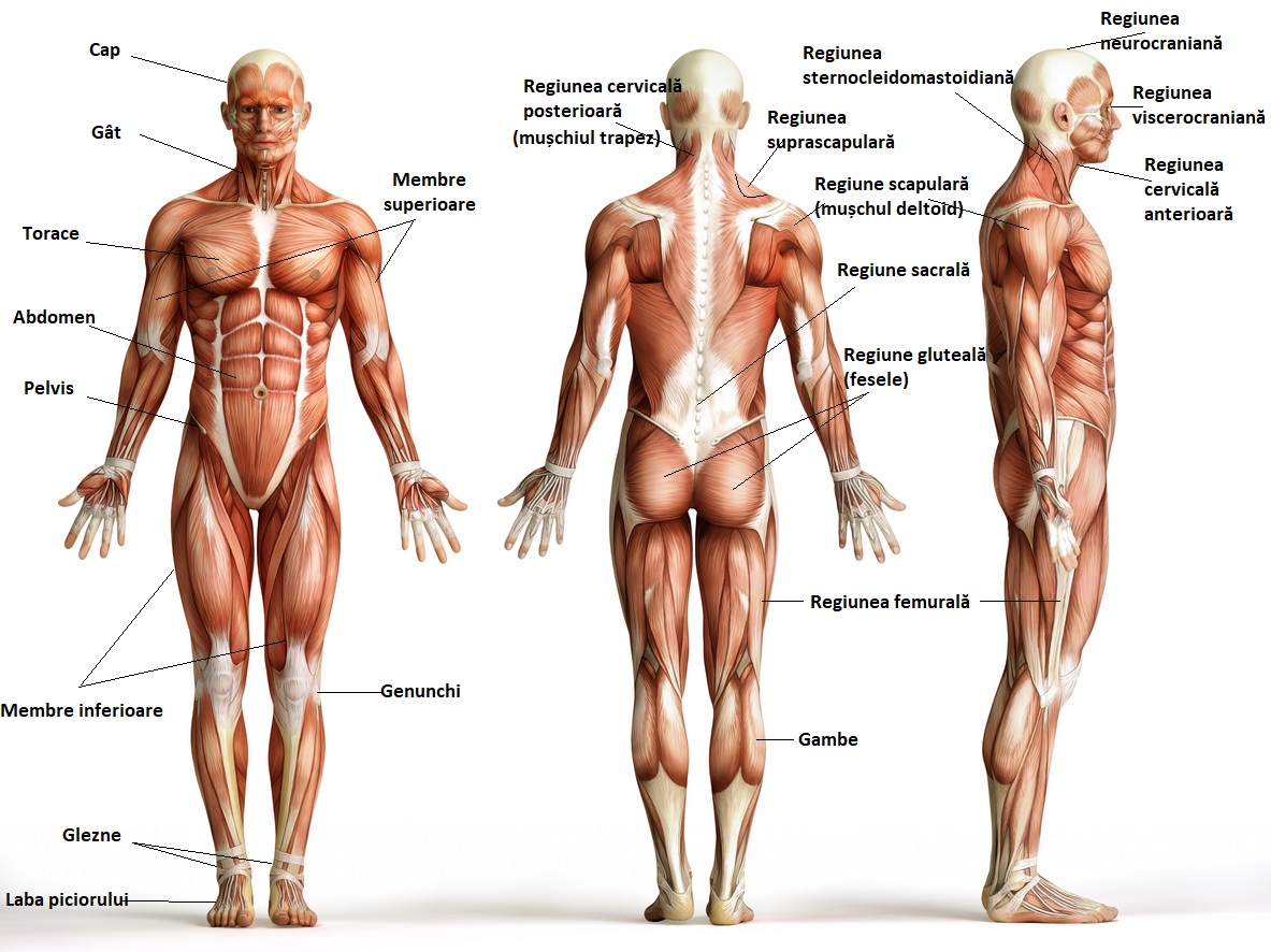 Anatomia corpului uman_părțile corpului