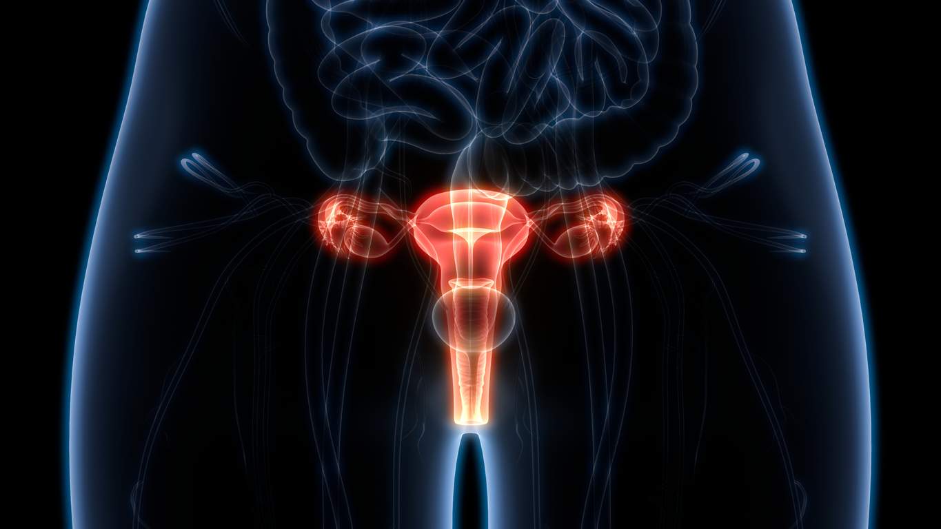 Ilustrație 3d cu sistemul reproducător feminin
