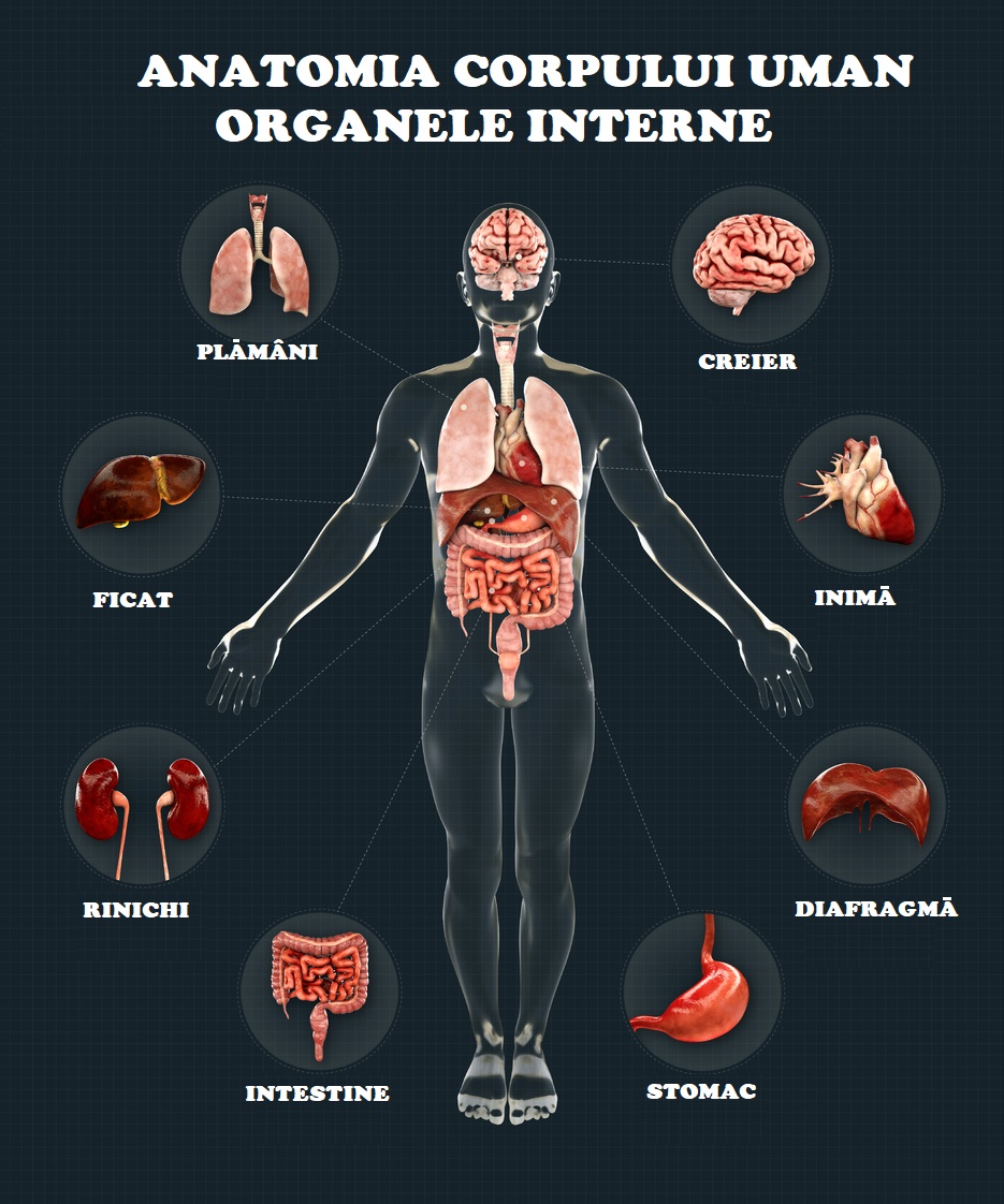 Anatomia corpului uman_așezarea organelor