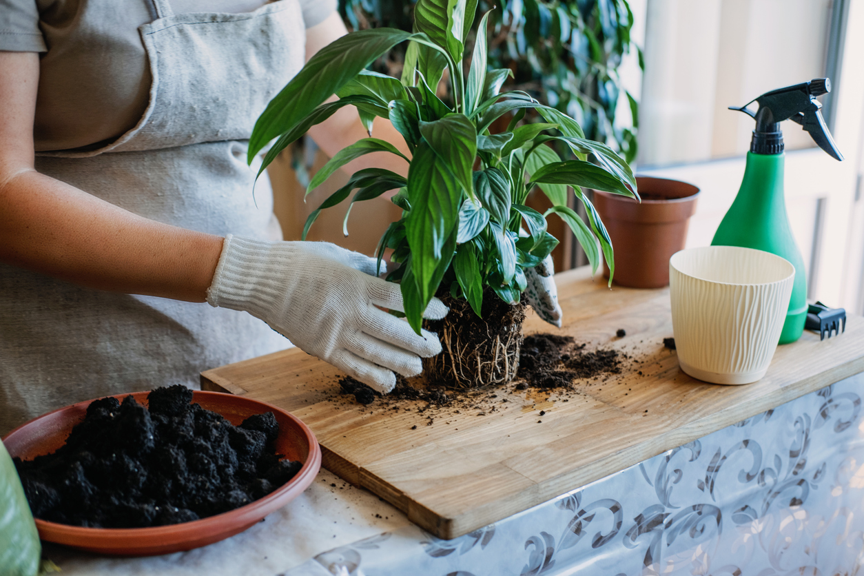 Persoană care îngrijește un ficus