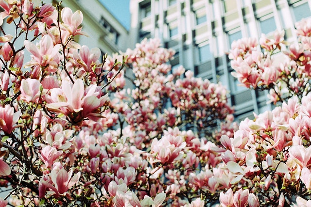 Copac de magnolie lângă o clădire