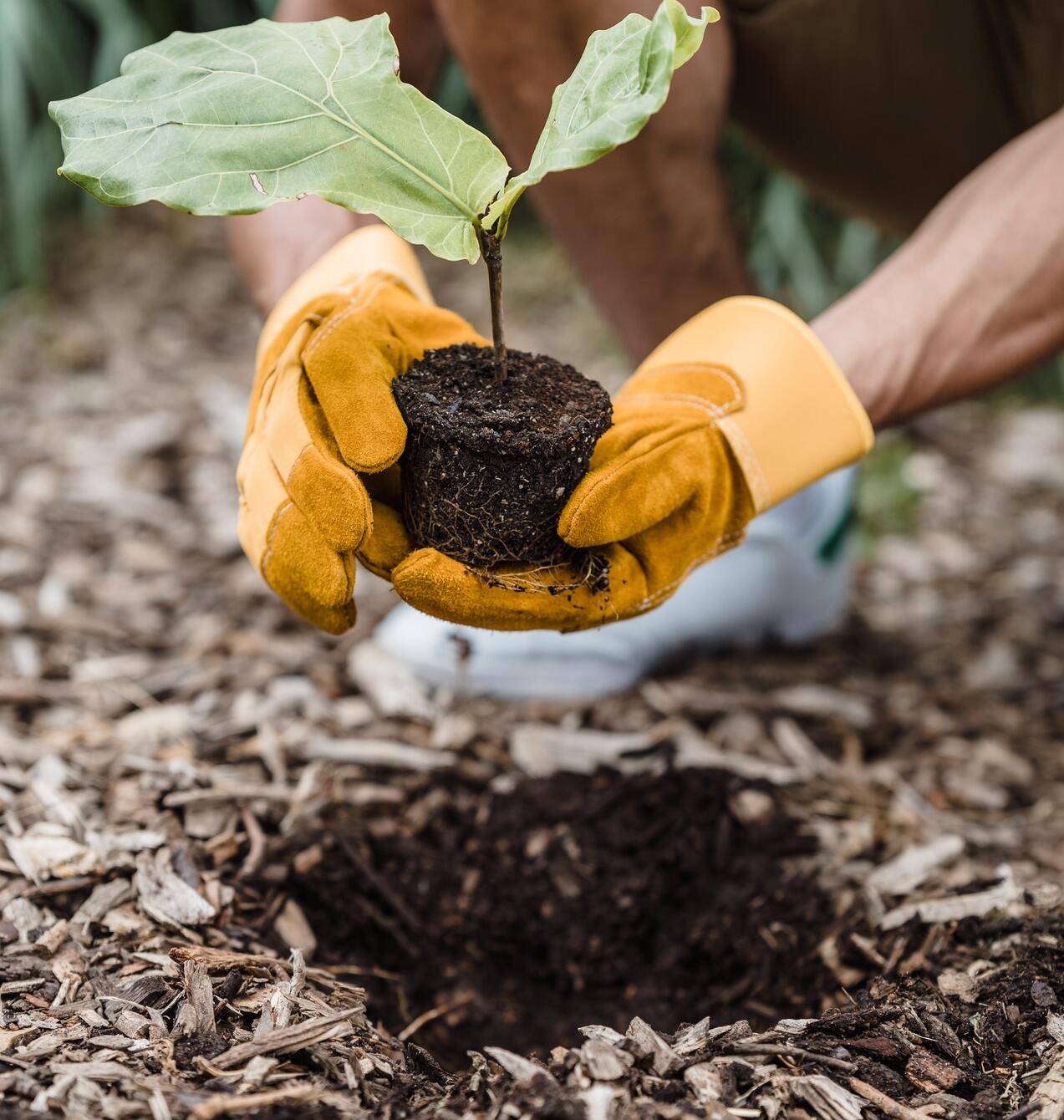 Magnolie plantată în pământ