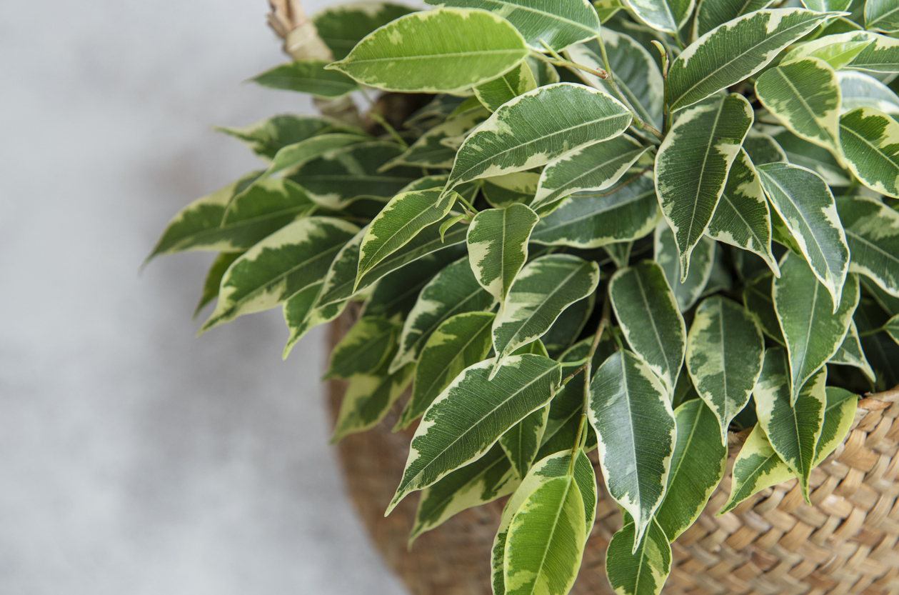 Ghiveci cu ficus benjamina