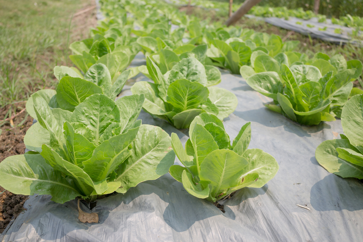 Folie de plastic care protejează plantele