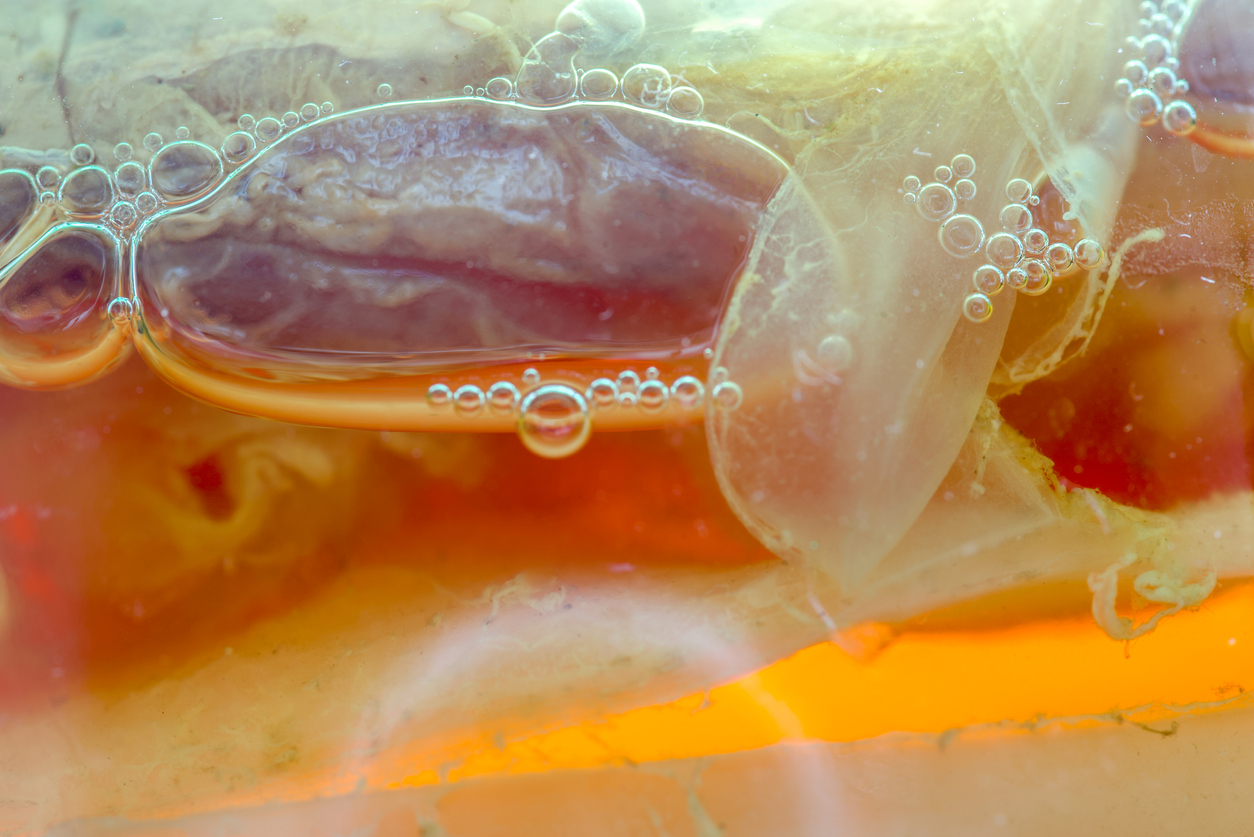 Scoby de kombucha