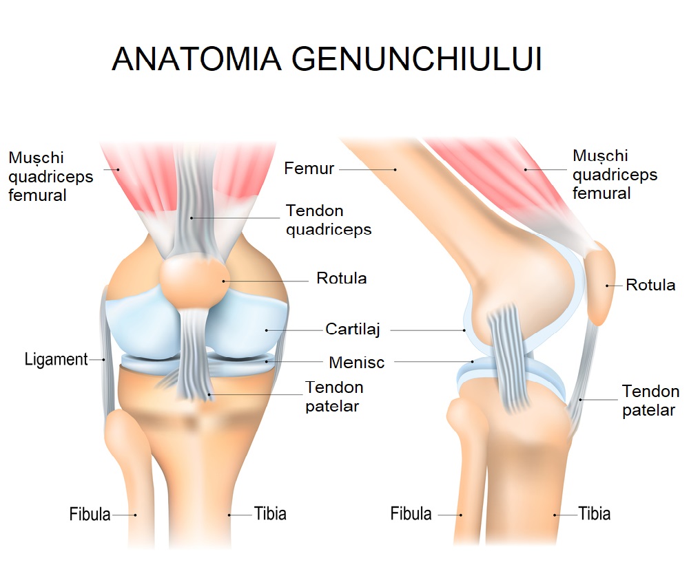 Imagine cu anatomia genunchiului