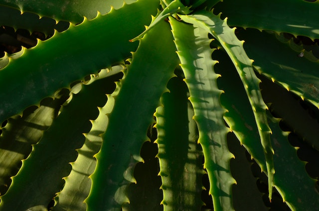 Frunze de aloe vera