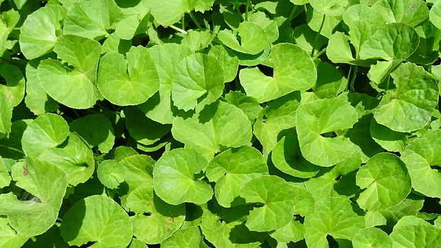 Frunze de Centella asiatica