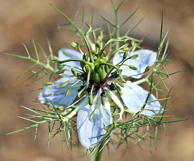 Floare de chimen negru