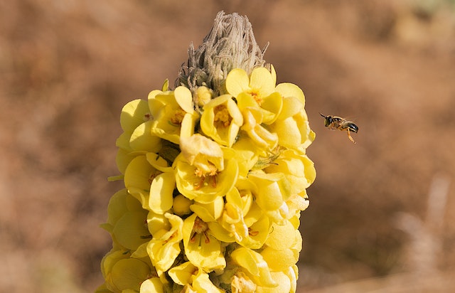 Floare de lumânărică